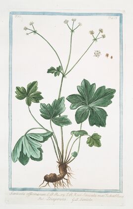 Sanicula officinarum – Sanicula mas Fuchsii – Diapensia – Sanide. (Black Snakeroot)