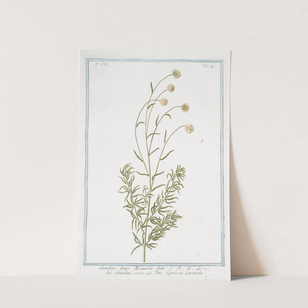 Santolina, foliis Rosmarini folio - Santolina verde - Petit Ciprés ou Garderibe.(Holy flax; Rosemary leaved lavender cotton) by Giorgio Bonelli