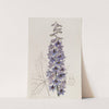Sapphire-Blue variable Larkspur by Sydenham Edwards