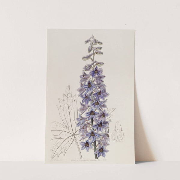 Sapphire-Blue variable Larkspur by Sydenham Edwards