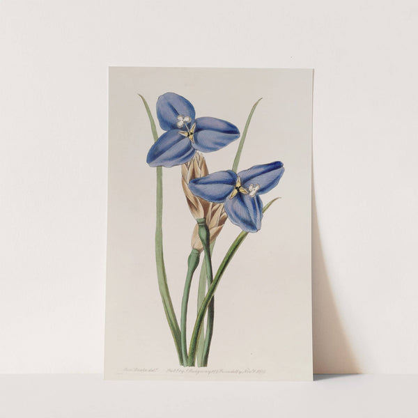 Sapphire Patersonia by Sydenham Edwards