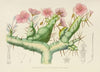Sarcocaulon Rigidum (1921)