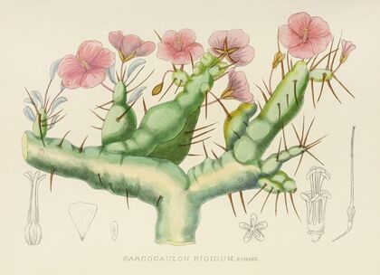 Sarcocaulon Rigidum (1921)