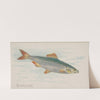 Sardine (1889) by Allen & Ginter