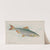Sardine (1889) by Allen & Ginter