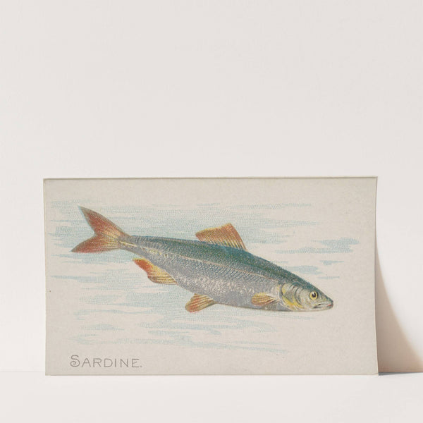 Sardine (1889) by Allen & Ginter