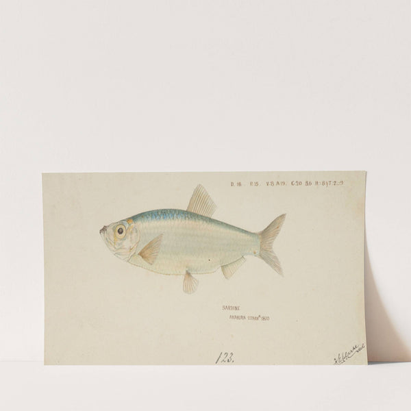 Sardine (1870) by Frank Edward Clarke