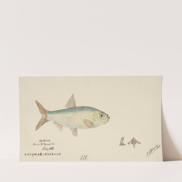 Sardinops neopilchardus (Tas) : Pilchard (1869) by Frank Edward Clarke
