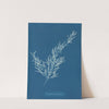 Sargassum bacciferum by Anna Atkins