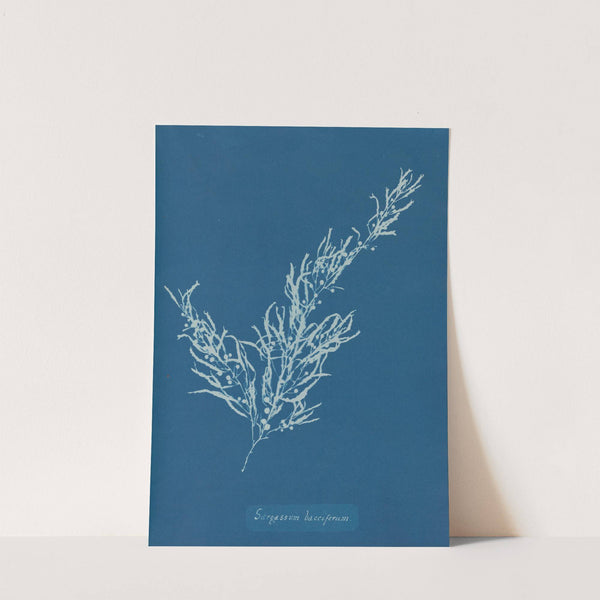 Sargassum bacciferum by Anna Atkins
