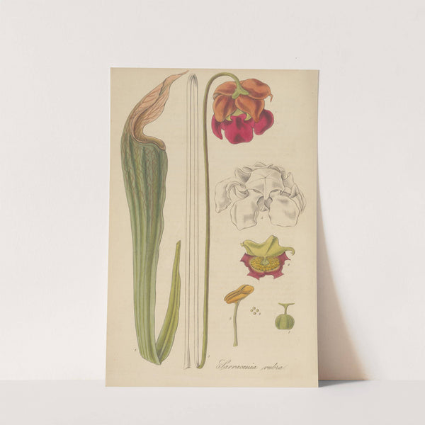 Sarracenia rubra by William Jackson Hooker