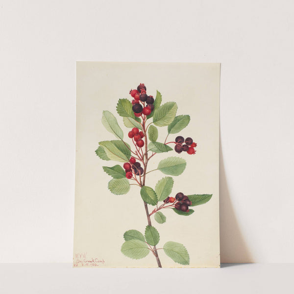 Saskatoon (Amelanchier alnifolia) (1923) by Mary Vaux Walcott