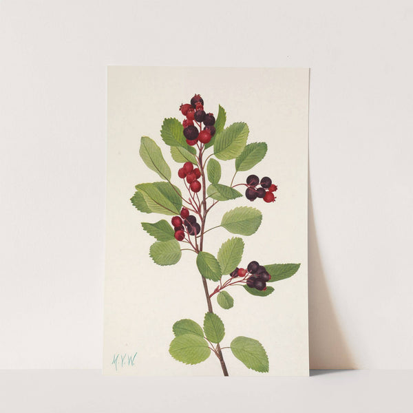 Saskatoon. Amelanchier alnifolia (1925) by Mary Vaux Walcott