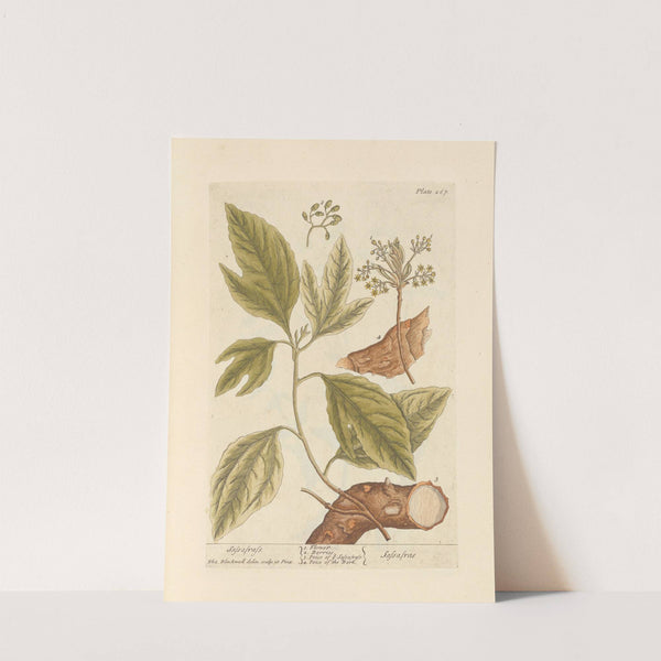 Sassafrass by Elizabeth Blackwell