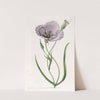 Satiny Calochortus by Sydenham Edwards