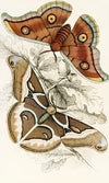 Saturnia Cynthia, Saturnia Mylitta