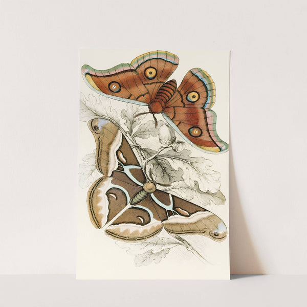 Saturnia Cynthia, Saturnia Mylitta by James Duncan