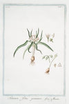 Saturnia, foliis gramineis – Maratta. (Soft lavender)
