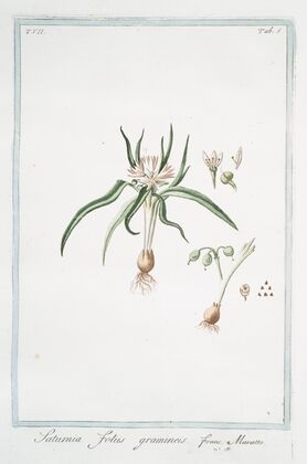 Saturnia, foliis gramineis – Maratta. (Soft lavender)
