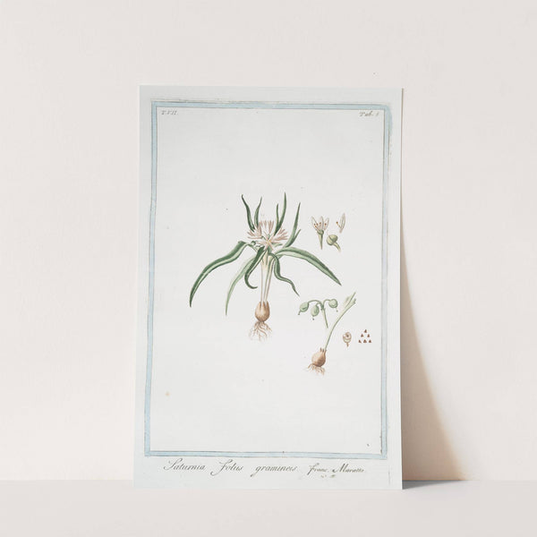 Saturnia, foliis gramineis - Maratta. (Soft lavender) by Giorgio Bonelli