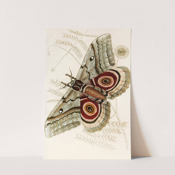 Saturnia Isis by James Duncan