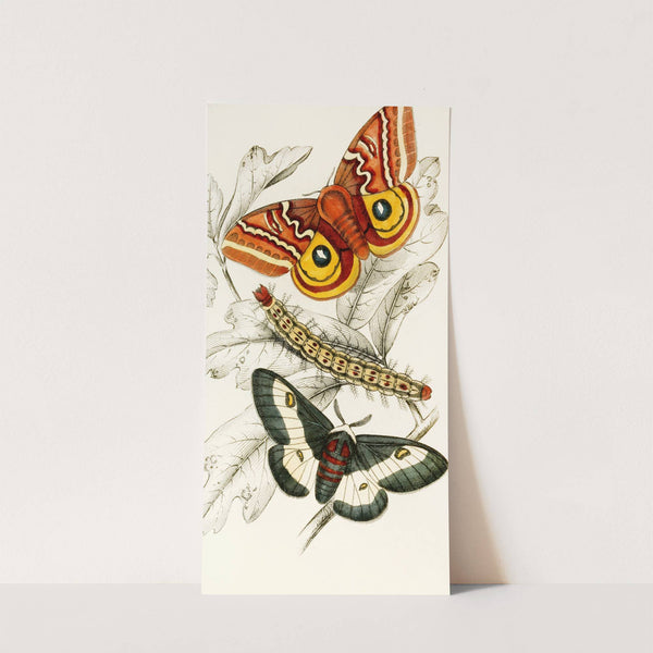 Saturnia Maia, Aglia Io by James Duncan