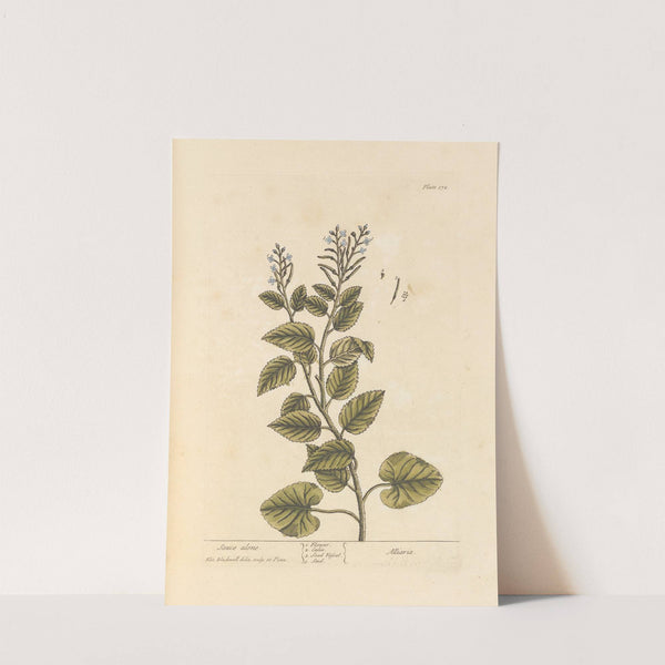 Sauce alone by Elizabeth Blackwell