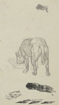 Saufender Hund, von hinten gesehen.