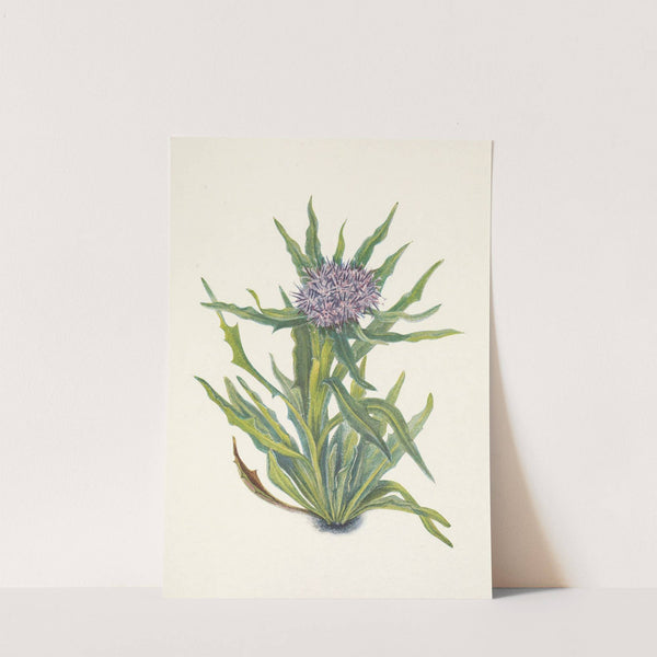 Saussurea. Saussurea densa (1925) by Mary Vaux Walcott