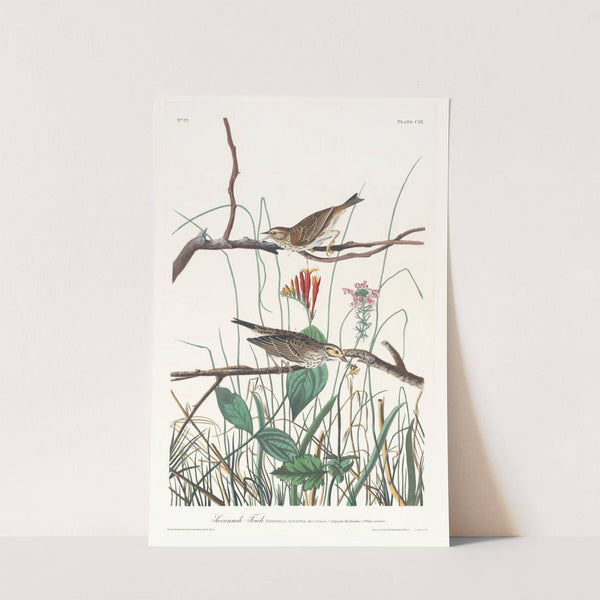 Savannah finch by John James Audubon