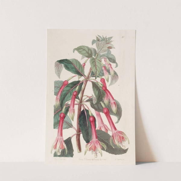 Saw-leaved Fuchsia by Sydenham Edwards