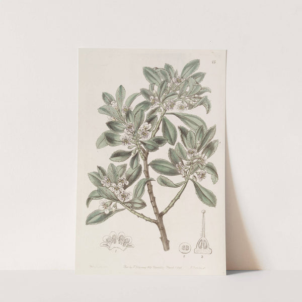 Saw-leaved Myoporum by Sydenham Edwards
