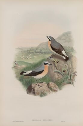 Saxicola oenanthe. Wheatear. (1862-1873)