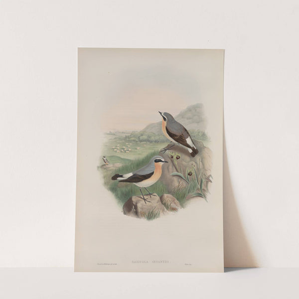 Saxicola oenanthe. Wheatear. (1862-1873) by John Gould