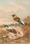 Saxicola stapazina, Saxicola aurita