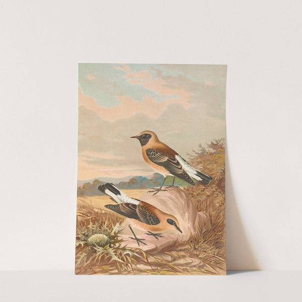 Saxicola stapazina, Saxicola aurita by Johann Friedrich Naumann