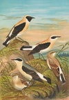 Saxicola stapazina, Saxicola aurita, Saxicola oenanthe