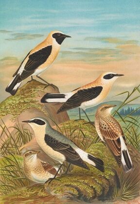 Saxicola stapazina, Saxicola aurita, Saxicola oenanthe