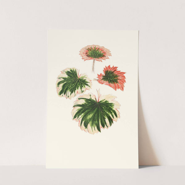 Saxifraga Fortunei by Edward Joseph Lowe