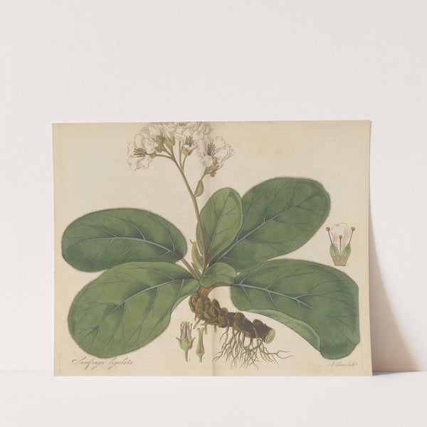 Saxifraga ligulata by William Jackson Hooker