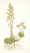 Saxifraga mutata