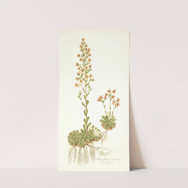Saxifraga mutata by Nikolaus Joseph Freiherr von Jacquin