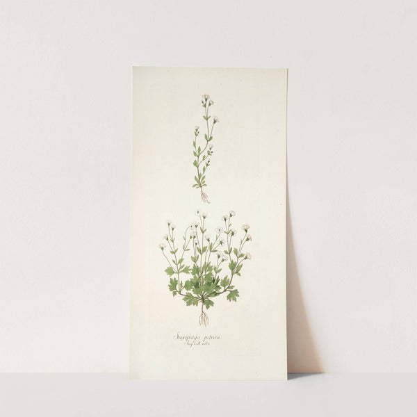 Saxifraga petaea by Nikolaus Joseph Freiherr von Jacquin