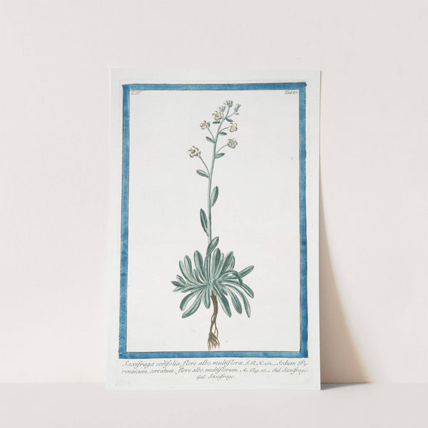 Saxifraga sedifolia, flore albo, multiflora - Sedum Pyrenaicum, serratum, flore albo, muttiflorum - Sassifragia - Sassifrage. (Rockfoil) by Giorgio Bonelli