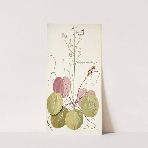 Saxifraga stolonifera by Nikolaus Joseph Freiherr von Jacquin