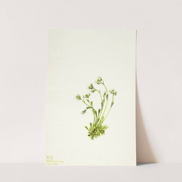 Saxifrage (Saxifraga caespitosa) (1924) by Mary Vaux Walcott