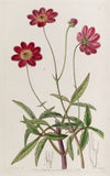 Scabious-like Cosmus