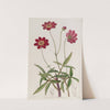 Scabious-like Cosmus by Sydenham Edwards