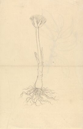 Scadoxus Puniceus