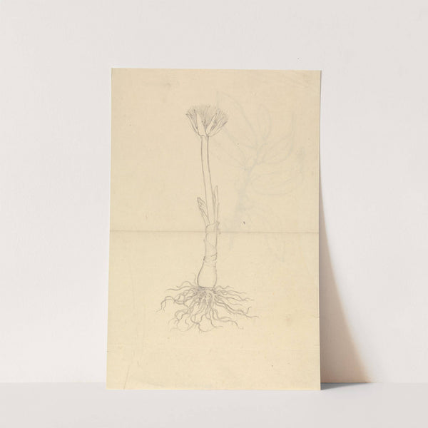 Scadoxus Puniceus by Luigi Balugani